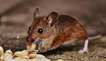 24 Hour & Emergency Exterminators in Colfax, WI
